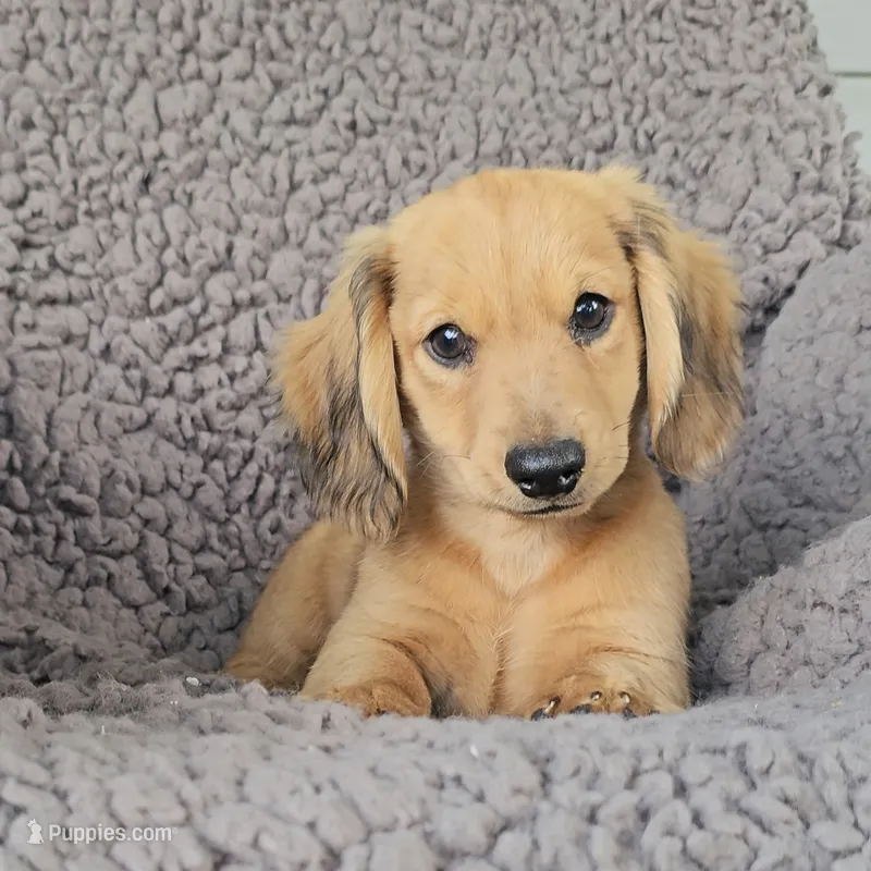 JAKE – Miniature Dachshund puppy for sale in Nappanee, IN