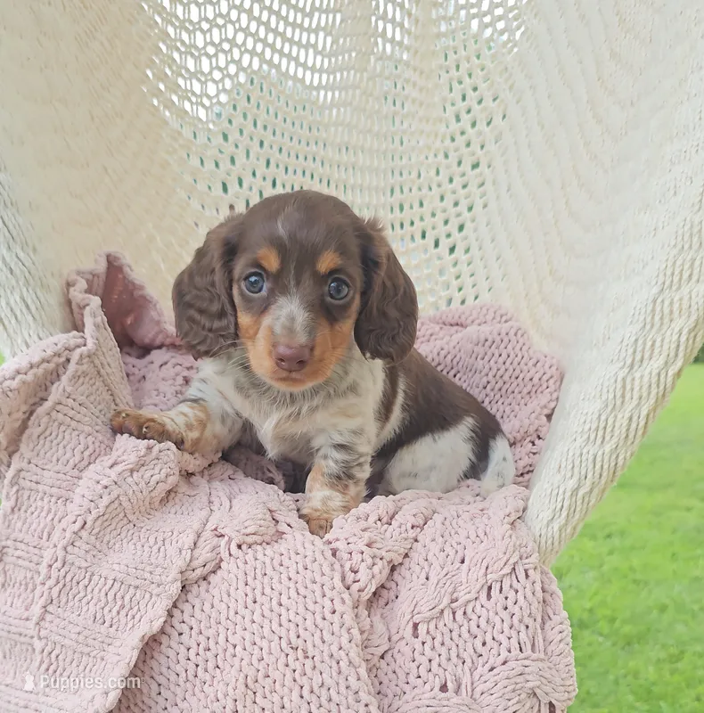 OREO – Miniature Dachshund puppy for sale in Nappanee, IN