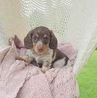 OREO, a female Miniature Dachshund for sale in Nappanee, IN – 1 of 2
