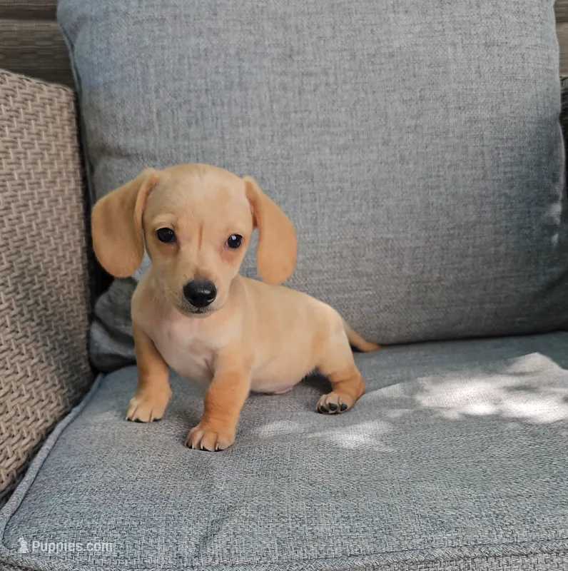 PABLO – Miniature Dachshund puppy for sale in Nappanee, IN