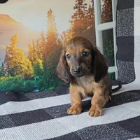 SAMMY, a male Miniature Dachshund for sale in Nappanee, IN – 4 of 5