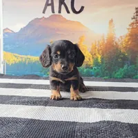 RUDY, a male Miniature Dachshund for sale in Nappanee, IN – 4 of 4