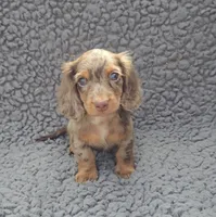JASPER, a male Miniature Dachshund for sale in Nappanee, IN – 3 of 4
