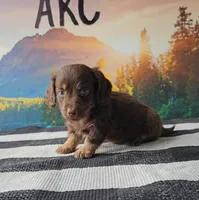 JIMMY, a male Miniature Dachshund for sale in Nappanee, IN – 4 of 5