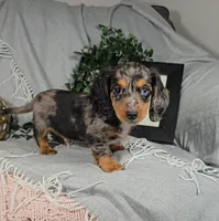 ELLIOT, a male Miniature Dachshund for sale in Nappanee, IN – Photo 6 of 7