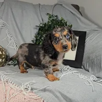 ELLIOT, a male Miniature Dachshund for sale in Nappanee, IN – Photo 2 of 7