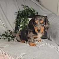 ELLIOT, a male Miniature Dachshund for sale in Nappanee, IN – Photo 7 of 7