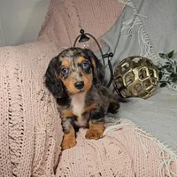 ELLIOT, a male Miniature Dachshund for sale in Nappanee, IN – Photo 4 of 7