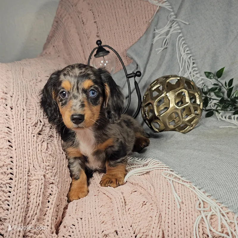 ELLIOT – Miniature Dachshund puppy for sale in Nappanee, IN