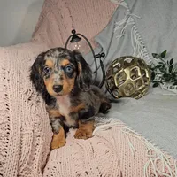 ELLIOT, a male Miniature Dachshund for sale in Nappanee, IN – Photo 3 of 7