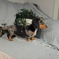 ELLIOT, a male Miniature Dachshund for sale in Nappanee, IN – Photo 5 of 7