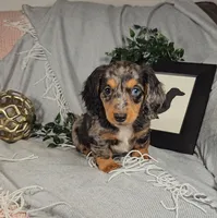ELLIOT, a male Miniature Dachshund for sale in Nappanee, IN – Photo 1 of 7