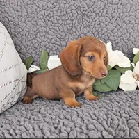 RIZZO, a male Miniature Dachshund for sale in Nappanee, IN – 4 of 4