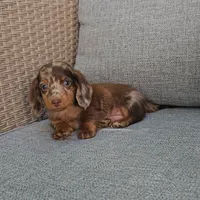 ZEKE, a male Miniature Dachshund for sale in Nappanee, IN – 4 of 5