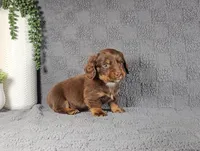 REGGIE, a male Miniature Dachshund for sale in Nappanee, IN – Photo 2 of 4