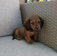 MIA, a female Miniature Dachshund for sale in Nappanee, IN – 3 of 4