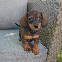 PIPER, a female Miniature Dachshund for sale in Nappanee, IN – 4 of 5