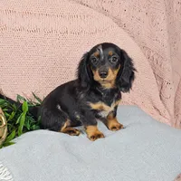 ELLIE, a female Miniature Dachshund for sale in Nappanee, IN – 2 of 3