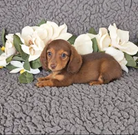 ROXY, a female Miniature Dachshund for sale in Nappanee, IN – 2 of 4