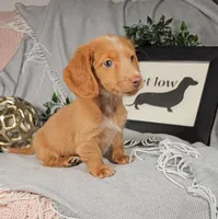 SAMSON, a male Miniature Dachshund for sale in Nappanee, IN – Photo 3 of 3