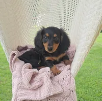 WEBSTER, a male Miniature Dachshund for sale in Nappanee, IN – 2 of 5