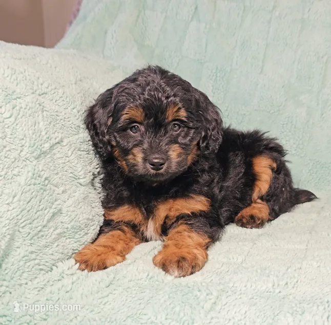 MILES – Aussiedoodle puppy for sale in Nappanee, IN