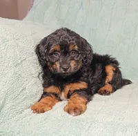 MILES, a male Aussiedoodle for sale in Nappanee, IN – 1 of 3