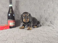 STEPHEN, a male Miniature Dachshund for sale in Nappanee, IN – Photo 4 of 5