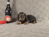 STEPHEN, a male Miniature Dachshund for sale in Nappanee, IN – Photo 2 of 5