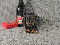 STEPHEN, a male Miniature Dachshund for sale in Nappanee, IN – Photo 1 of 5