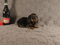 STEPHEN, a male Miniature Dachshund for sale in Nappanee, IN – Photo 5 of 5