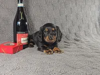 STEPHEN, a male Miniature Dachshund for sale in Nappanee, IN – Photo 3 of 5