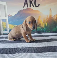 LEO, a male Miniature Dachshund for sale in Nappanee, IN – 2 of 5