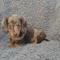 JASPER , a male Miniature Dachshund for sale in Nappanee, IN – 4 of 4