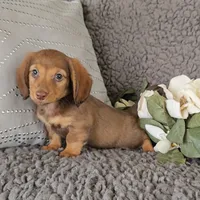 RIZZO, a male Miniature Dachshund for sale in Nappanee, IN – 3 of 4