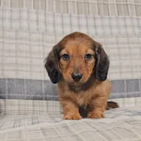 Mason, a male Miniature Dachshund for sale in Nappanee, IN – 3 of 5