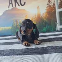 OBIE, a male Miniature Dachshund for sale in Nappanee, IN – 2 of 5