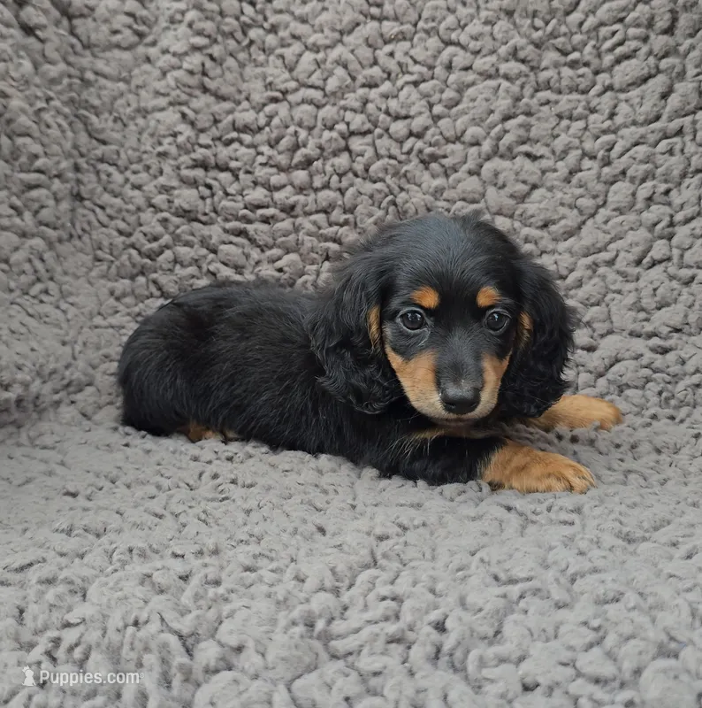 MACY – Miniature Dachshund puppy for sale in Nappanee, IN