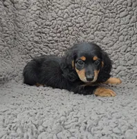 MACY, a female Miniature Dachshund for sale in Nappanee, IN – 1 of 2