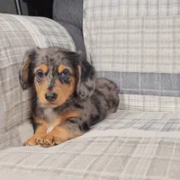 Meteor , a male Miniature Dachshund for sale in Nappanee, IN – 1 of 3