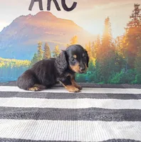SILAS, a male Miniature Dachshund for sale in Nappanee, IN – 5 of 5
