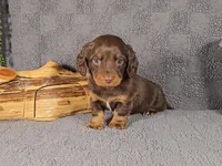 VALENTINE, a female Miniature Dachshund for sale in Nappanee, IN – Photo 4 of 4