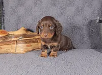 VALENTINE, a female Miniature Dachshund for sale in Nappanee, IN – Photo 1 of 4