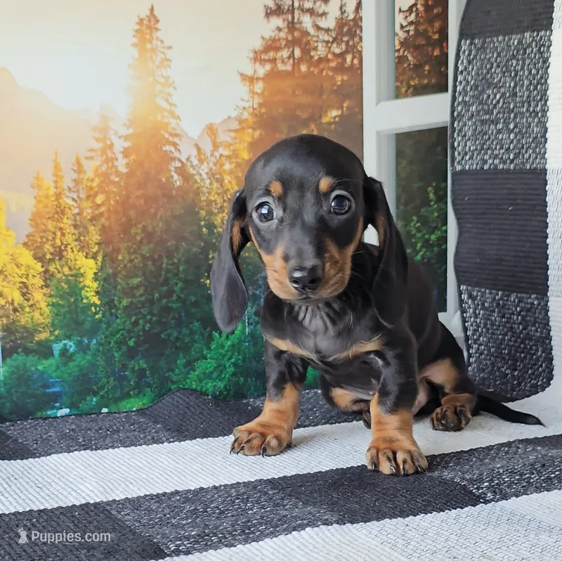 OBIE – Miniature Dachshund puppy for sale in Nappanee, IN