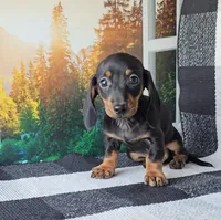 OBIE, a male Miniature Dachshund for sale in Nappanee, IN – 1 of 5