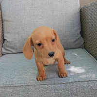PARIS, a female Miniature Dachshund for sale in Nappanee, IN – 4 of 4