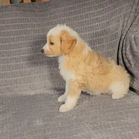 MINDY, a female Aussiedoodle for sale in Nappanee, IN – 3 of 6
