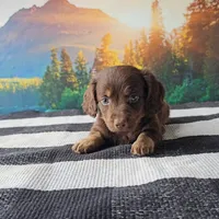 JIMMY, a male Miniature Dachshund for sale in Nappanee, IN – 5 of 5