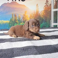 JIMMY, a male Miniature Dachshund for sale in Nappanee, IN – 3 of 5