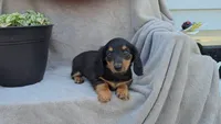 JULIE, a female Miniature Dachshund for sale in Nappanee, IN – 1 of 2